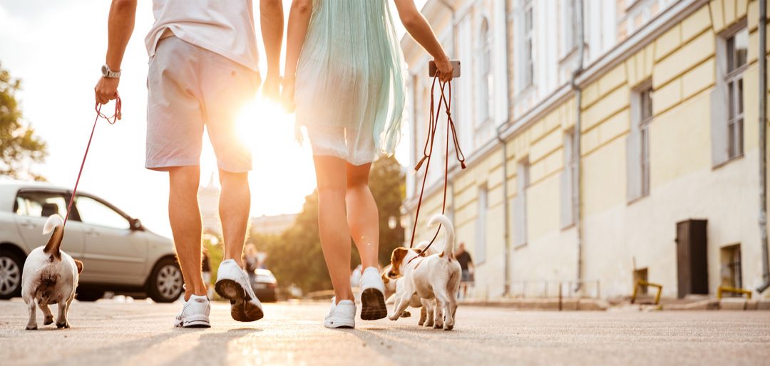 Pet Sitting Andover Florida Andover Dog Walking Find a Pet Sitter